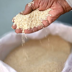 کنجد پوسکنده سفید - فرازین گستر آذین اطلس