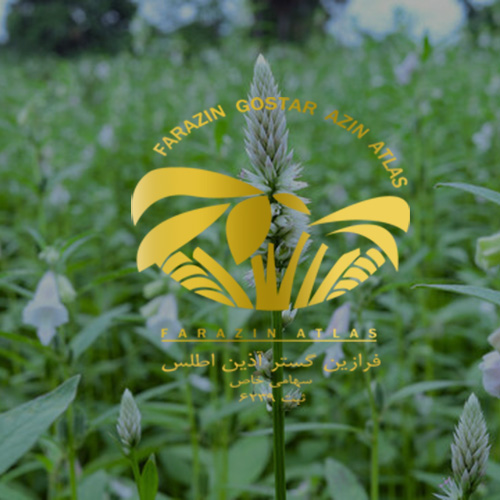 گیاه شناسی کنجد