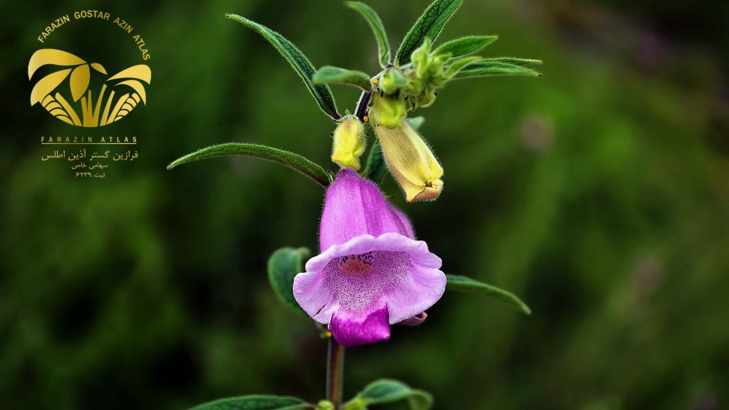 گیاه شناسی کنجد