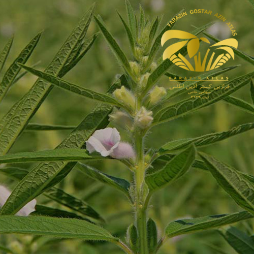 شاخص کنجد کشاورزی