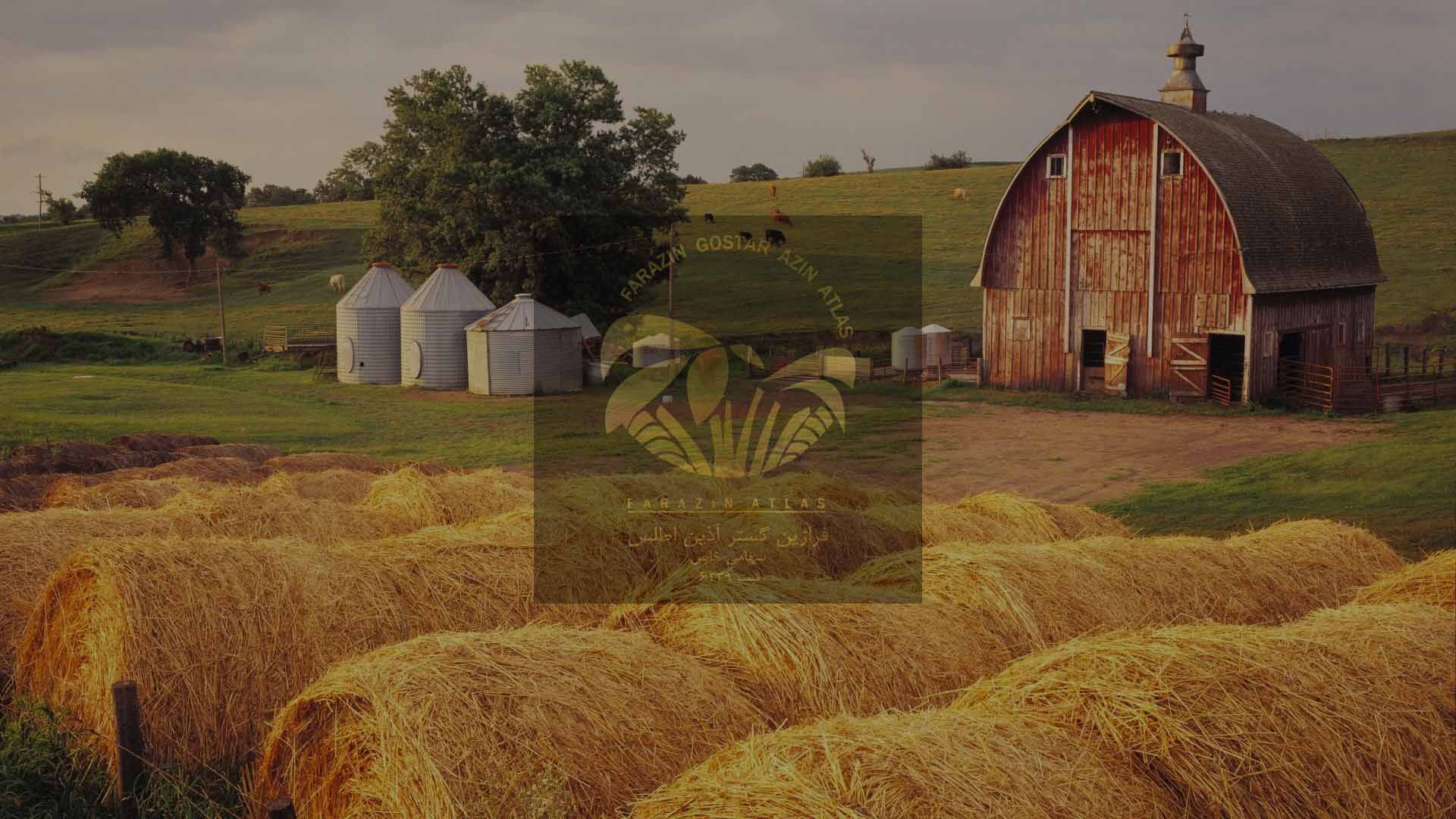 کنجد عمده فرازین اطلس