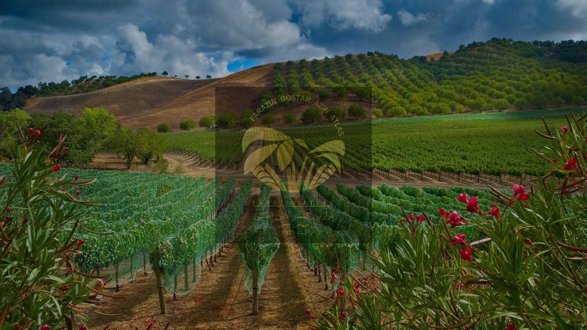 کنجد عمده فرازین اطلس2