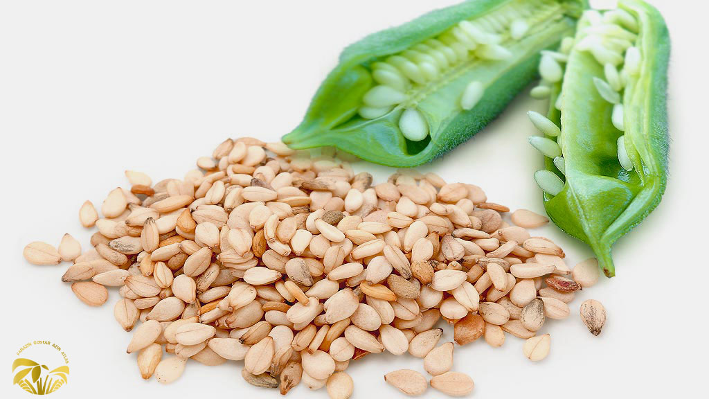 تأثیر کنجد بر سیستم ایمنی بدن