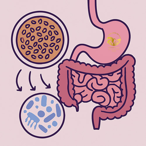 تأثیر کنجد بر سلامت دستگاه گوارش و میکروبیوم روده