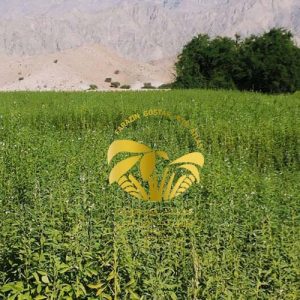 شرایط آب و هوایی و خاک مناسب برای رشد کنجد