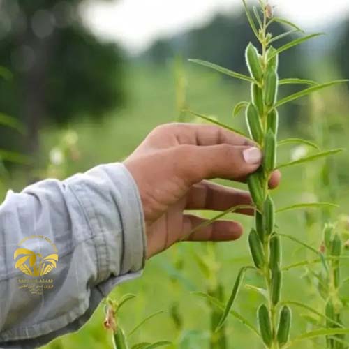 وضعیت تولید و بازار کنجد در ایران